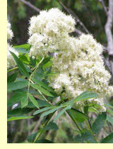 Рябина обыкновенная (Sorbus aucuparia L.) Рябина обыкновенная (Sorbus aucuparia L.)
